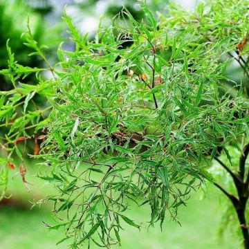 Bật mí công thức giảm nám, sạch mụn, thu nhỏ lỗ chân lông bằng lá đinh lăng