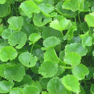 Những loại rau xanh không chỉ bổ dưỡng mà còn giúp làm đẹp da hiệu quả
