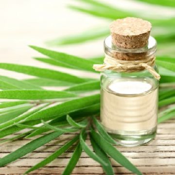 Cách dùng tinh dầu tràm trị sẹo lồi vô cùng hiệu quả